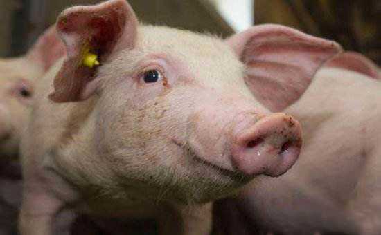 中国缺猪，引发世界养猪业洗牌之战！
