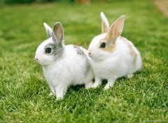 饲养兔子如何减少兔饲料浪费